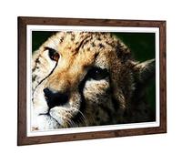 Big Box Art Framed Print of Cheetah 6 Design | Wall Art Picture | Home Decor for Kitchen, Living, Dining Room, Lounge, Bedroom, Hallway, Office, Walnut, A2 / 24.5x18 Inch / 62x45cm