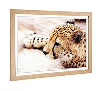 Big Box Art Framed Print of Cheetah 7 Design | Wall Art Picture | Home Decor for Kitchen, Living, Dining Room, Lounge, Bedroom, Hallway, Office, Oak, A2 / 24.5x18 Inch / 62x45cm