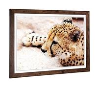 Big Box Art Framed Print of Cheetah 7 Design | Wall Art Picture | Home Decor for Kitchen, Living, Dining Room, Lounge, Bedroom, Hallway, Office, Walnut, A2 / 24.5x18 Inch / 62x45cm