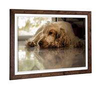 Big Box Art Framed Print of Cocker Spaniel Dog Design | Wall Art Picture | Home Decor for Kitchen, Living, Dining Room, Lounge, Bedroom, Hallway, Office, Walnut, A2 / 24.5x18 Inch / 62x45cm