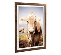 Big Box Art Framed Print of Cow in The Field (1) Design | Wall Art Picture | Home Decor for Kitchen, Living, Dining Room, Lounge, Bedroom, Hallway, Office, Walnut, A2 / 24.5x18 Inch / 62x45cm