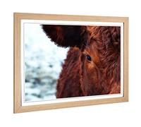 Big Box Art Framed Print of Cow in The Meadow (2) Design | Wall Art Picture | Home Decor for Kitchen, Living, Dining Room, Lounge, Bedroom, Hallway, Office, Oak, A2 / 24.5x18 Inch / 62x45cm