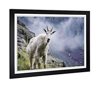 Big Box Art Framed Print of Curious Mountain Goat Design | Wall Art Picture | Home Decor for Kitchen, Living, Dining Room, Lounge, Bedroom, Hallway, Office, Black, A2 / 24.5x18 Inch / 62x45cm