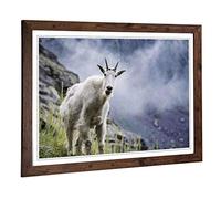 Big Box Art Framed Print of Curious Mountain Goat Design | Wall Art Picture | Home Decor for Kitchen, Living, Dining Room, Lounge, Bedroom, Hallway, Office, Walnut, A2 / 24.5x18 Inch / 62x45cm
