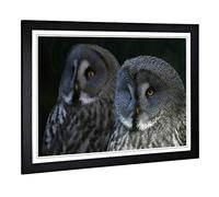 Big Box Art Framed Print of Dark Grey Owls Birds Design | Wall Art Picture | Home Decor for Kitchen, Living, Dining Room, Lounge, Bedroom, Hallway, Office, Black, A2 / 24.5x18 Inch / 62x45cm