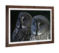 Big Box Art Framed Print of Dark Grey Owls Birds Design | Wall Art Picture | Home Decor for Kitchen, Living, Dining Room, Lounge, Bedroom, Hallway, Office, Walnut, A2 / 24.5x18 Inch / 62x45cm