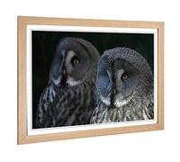 Big Box Art Framed Print of Dark Grey Owls Birds Design | Wall Art Picture | Home Decor for Kitchen, Living, Dining Room, Lounge, Bedroom, Hallway, Office, Oak, A2 / 24.5x18 Inch / 62x45cm