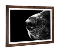 Big Box Art Framed Print of Dog Nose Snout Design | Wall Art Picture | Home Decor for Kitchen, Living, Dining Room, Lounge, Bedroom, Hallway, Office, Walnut, A2 / 24.5x18 Inch / 62x45cm