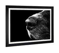 Big Box Art Framed Print of Dog Nose Snout Design | Wall Art Picture | Home Decor for Kitchen, Living, Dining Room, Lounge, Bedroom, Hallway, Office, Black, A2 / 24.5x18 Inch / 62x45cm