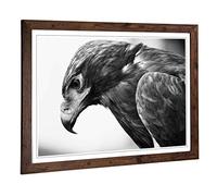 Big Box Art Framed Print of Eagle Bird (3) Design | Wall Art Picture | Home Decor for Kitchen, Living, Dining Room, Lounge, Bedroom, Hallway, Office, Walnut, A2 / 24.5x18 Inch / 62x45cm