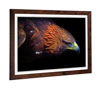 Big Box Art Framed Print of Eagle Bird Design | Wall Art Picture | Home Decor for Kitchen, Living, Dining Room, Lounge, Bedroom, Hallway, Office, Walnut, A2 / 24.5x18 Inch / 62x45cm