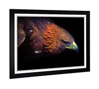 Big Box Art Framed Print of Eagle Bird Design | Wall Art Picture | Home Decor for Kitchen, Living, Dining Room, Lounge, Bedroom, Hallway, Office, Black, A2 / 24.5x18 Inch / 62x45cm