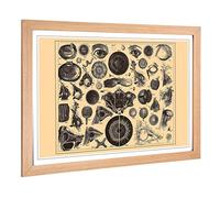 Big Box Art Framed Print of Encyclopedia Human Biology Eyes (1) Design | Wall Art Picture | Home Decor for Kitchen, Living Room, Bedroom, Hallway, Oak, A2 / 24.5x18 Inch / 62x45cm