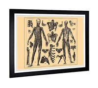 Big Box Art Framed Print of Encyclopedia Human Biology Skeleton (1) Design | Wall Art Picture | Home Decor for Kitchen, Living Room, Bedroom, Hallway, Black, A2 / 24.5x18 Inch / 62x45cm