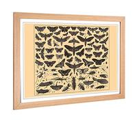 Big Box Art Framed Print of Encyclopedia Vintage Butterflies & Insects (1) Design | Wall Art Picture| Home Decor for Kitchen, Living Room, Bedroom, Hallway, Oak, A2 / 24.5x18 Inch / 62x45cm