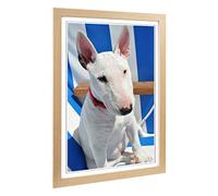 Big Box Art Framed Print of English Bull Terrier Design | Wall Art Picture | Home Decor for Kitchen, Living, Dining Room, Lounge, Bedroom, Hallway, Office, Oak, A2 / 24.5x18 Inch / 62x45cm