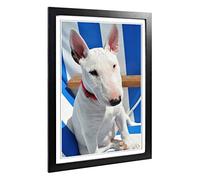 Big Box Art Framed Print of English Bull Terrier Design | Wall Art Picture | Home Decor for Kitchen, Living, Dining Room, Lounge, Bedroom, Hallway, Office, Black, A2 / 24.5x18 Inch / 62x45cm