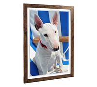 Big Box Art Framed Print of English Bull Terrier Design | Wall Art Picture | Home Decor for Kitchen, Living, Dining Room, Lounge, Bedroom, Hallway, Office, Walnut, A2 / 24.5x18 Inch / 62x45cm