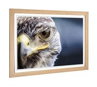 Big Box Art Framed Print of Falcon Bird (1) Design | Wall Art Picture | Home Decor for Kitchen, Living, Dining Room, Lounge, Bedroom, Hallway, Office, Oak, A2 / 24.5x18 Inch / 62x45cm