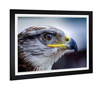 Big Box Art Framed Print of Falcon Bird (2) Design | Wall Art Picture | Home Decor for Kitchen, Living, Dining Room, Lounge, Bedroom, Hallway, Office, Black, A2 / 24.5x18 Inch / 62x45cm