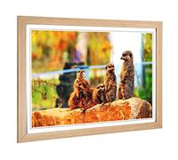 Big Box Art Framed Print of Family of Meerkats 2 Design | Wall Art Picture | Home Decor for Kitchen, Living, Dining Room, Lounge, Bedroom, Hallway, Office, Oak, A2 / 24.5x18 Inch / 62x45cm