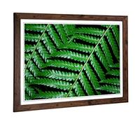 Big Box Art Framed Print of Fern Leaves (2) Design | Wall Art Picture | Home Decor for Kitchen, Living, Dining Room, Lounge, Bedroom, Hallway, Office, Walnut, A2 / 24.5x18 Inch / 62x45cm