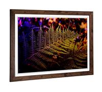 Big Box Art Framed Print of Fern Leaves Design | Wall Art Picture | Home Decor for Kitchen, Living, Dining Room, Lounge, Bedroom, Hallway, Office, Walnut, A2 / 24.5x18 Inch / 62x45cm