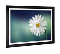 Big Box Art Framed Print of Flower Beautiful White Daisy Design | Wall Art Picture | Home Decor for Kitchen, Living, Dining Room, Bedroom, Hallway, Office, Black, A2 / 24.5x18 Inch / 62x45cm