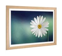 Big Box Art Framed Print of Flower Beautiful White Daisy Design | Wall Art Picture | Home Decor for Kitchen, Living, Dining Room, Bedroom, Hallway, Office, Oak, A2 / 24.5x18 Inch / 62x45cm