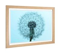 Big Box Art Framed Print of Flower Blue Dandelion Design | Wall Art Picture | Home Decor for Kitchen, Living, Dining Room, Lounge, Bedroom, Hallway, Office, Oak, A2 / 24.5x18 Inch / 62x45cm