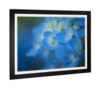 Big Box Art Framed Print of Flower Blue Hydrangea Design | Wall Art Picture | Home Decor for Kitchen, Living, Dining Room, Lounge, Bedroom, Hallway, Office, Black, A2 / 24.5x18 Inch / 62x45cm