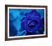 Big Box Art Framed Print of Flower Blue Rose (2) Design | Wall Art Picture | Home Decor for Kitchen, Living, Dining Room, Lounge, Bedroom, Hallway, Office, Walnut, A2 / 24.5x18 Inch / 62x45cm