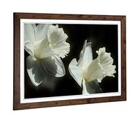 Big Box Art Framed Print of Flower Daffodil White Design | Wall Art Picture | Home Decor for Kitchen, Living, Dining Room, Lounge, Bedroom, Hallway, Office, Walnut, A2 / 24.5x18 Inch / 62x45cm