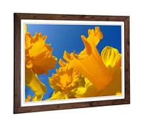 Big Box Art Framed Print of Flower Daffodil Yellow Design | Wall Art Picture | Home Decor for Kitchen, Living, Dining Room, Lounge, Bedroom, Hallway, Office, Walnut, A2 / 24.5x18 Inch / 62x45cm