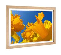 Big Box Art Framed Print of Flower Daffodil Yellow Design | Wall Art Picture | Home Decor for Kitchen, Living, Dining Room, Lounge, Bedroom, Hallway, Office, Oak, A2 / 24.5x18 Inch / 62x45cm