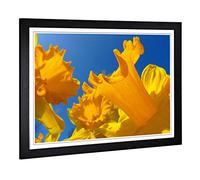 Big Box Art Framed Print of Flower Daffodil Yellow Design | Wall Art Picture | Home Decor for Kitchen, Living, Dining Room, Lounge, Bedroom, Hallway, Office, Black, A2 / 24.5x18 Inch / 62x45cm