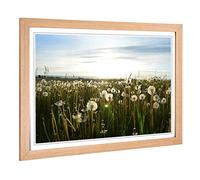 Big Box Art Framed Print of Flower Dandelion Meadow Design | Wall Art Picture | Home Decor for Kitchen, Living, Dining Room, Bedroom, Hallway, Office, Oak, A2 / 24.5x18 Inch / 62x45cm