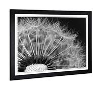 Big Box Art Framed Print of Flower Dandelion Seeds 2 Design | Wall Art Picture | Home Decor for Kitchen, Living, Dining Room, Bedroom, Hallway, Office, Black, A2 / 24.5x18 Inch / 62x45cm