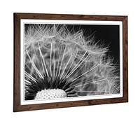 Big Box Art Framed Print of Flower Dandelion Seeds 2 Design | Wall Art Picture | Home Decor for Kitchen, Living, Dining Room, Bedroom, Hallway, Office, Walnut, A2 / 24.5x18 Inch / 62x45cm