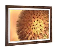 Big Box Art Framed Print of Flower Dandelion Seeds (2) Design | Wall Art Picture | Home Decor for Kitchen, Living, Dining Room, Bedroom, Hallway, Office, Walnut, A2 / 24.5x18 Inch / 62x45cm
