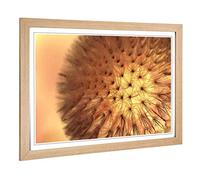 Big Box Art Framed Print of Flower Dandelion Seeds (2) Design | Wall Art Picture | Home Decor for Kitchen, Living, Dining Room, Bedroom, Hallway, Office, Oak, A2 / 24.5x18 Inch / 62x45cm