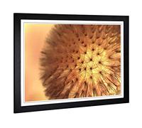 Big Box Art Framed Print of Flower Dandelion Seeds (2) Design | Wall Art Picture | Home Decor for Kitchen, Living, Dining Room, Bedroom, Hallway, Office, Black, A2 / 24.5x18 Inch / 62x45cm