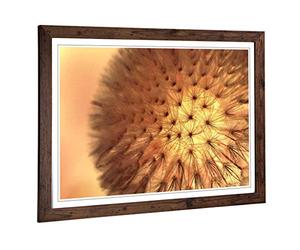 Big Box Art Framed Print of Flower Dandelion Seeds (2) Design | Wall Art Picture | Home Decor for Kitchen, Living, Dining Room, Bedroom, Hallway, Office, Walnut, A2 / 24.5x18 Inch / 62x45cm