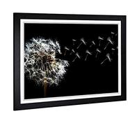 Big Box Art Framed Print of Flower Dandelion Seeds (3) Design | Wall Art Picture | Home Decor for Kitchen, Living, Dining Room, Bedroom, Hallway, Office, Black, A2 / 24.5x18 Inch / 62x45cm