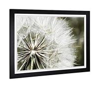 Big Box Art Framed Print of Flower Dandelion Seeds (4) Design | Wall Art Picture | Home Decor for Kitchen, Living, Dining Room, Bedroom, Hallway, Office, Black, A2 / 24.5x18 Inch / 62x45cm