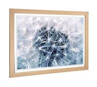 Big Box Art Framed Print of Flower Dandelion Seeds Design | Wall Art Picture | Home Decor for Kitchen, Living, Dining Room, Lounge, Bedroom, Hallway, Office, Oak, A2 / 24.5x18 Inch / 62x45cm