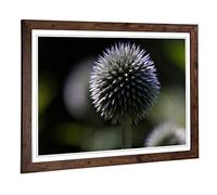 Big Box Art Framed Print of Flower Globe Thistle (1) Design | Wall Art Picture | Home Decor for Kitchen, Living, Dining Room, Bedroom, Hallway, Office, Walnut, A2 / 24.5x18 Inch / 62x45cm