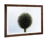 Big Box Art Framed Print of Flower Globe Thistle (3) Design | Wall Art Picture | Home Decor for Kitchen, Living, Dining Room, Bedroom, Hallway, Office, Walnut, A2 / 24.5x18 Inch / 62x45cm