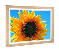 Big Box Art Framed Print of Flower Yellow Sunflower and Blue Sky Design | Wall Art Picture | Home Decor for Kitchen, Living Room, Bedroom, Hallway, Oak, A2 / 24.5x18 Inch / 62x45cm