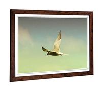 Big Box Art Framed Print of Flying Bird (2) Design | Wall Art Picture | Home Decor for Kitchen, Living, Dining Room, Lounge, Bedroom, Hallway, Office, Walnut, A2 / 24.5x18 Inch / 62x45cm